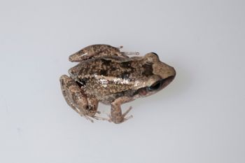 Media type: image;   Herpetology A-148549